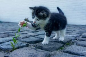顎のニキビ跡の赤みを治療するための効果的な方法は？
